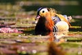 Beautiful mandarin ducks. Animals in the wild. Natural colorful background