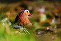 Beautiful mandarin ducks. Animals in the wild. Natural colorful background