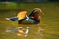 Beautiful mandarin ducks. Animals in the wild. Natural colorful background