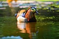 Beautiful mandarin ducks. Animals in the wild. Natural colorful background