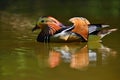 Beautiful mandarin ducks. Animals in the wild. Natural colorful background