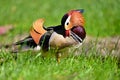 Beautiful mandarin ducks. Animals in the wild. Natural colorful background