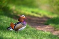 Beautiful mandarin ducks. Animals in the wild. Natural colorful background