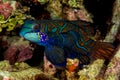 beautiful mandarinfish fish Royalty Free Stock Photo