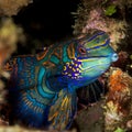 beautiful mandarinfish fish Royalty Free Stock Photo