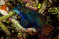 beautiful mandarinfish fish Royalty Free Stock Photo