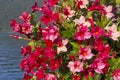 Beautiful mandevilla flowers in pink and red, lake tegernsee Royalty Free Stock Photo