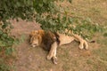 Beautiful mane lion sleeping in the steppe in the summer at the Royalty Free Stock Photo