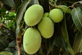 Beautiful Mango fruit green leaf