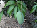 Beautiful mango, with green leaves