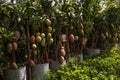 A beautiful Mango hanging on the mango tree. This is a delicious fruit. Mango is very dear to all the people of the world