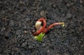 A beautiful mango seed at the stage where it can be planted. Mango seed is ready for planting