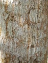 beautiful mango tree bark detail Royalty Free Stock Photo