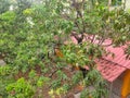 Beautiful mango tree garden in daytime.