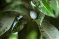 Beautiful mango tree leaf landscape with bokeh effect background Royalty Free Stock Photo