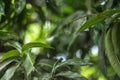 Beautiful mango tree leaf landscape with bokeh effect background Royalty Free Stock Photo