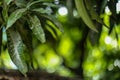 Beautiful mango tree leaf landscape with bokeh effect background Royalty Free Stock Photo