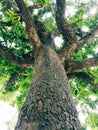A beautiful Mango tree. Royalty Free Stock Photo