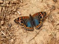 Beautiful mangrove buckeye butterfly on dry land