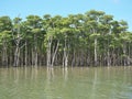 Beautiful mangrove forest along Nakama river in Iriomote island, Okinawa, Japan Royalty Free Stock Photo