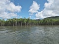 Beautiful mangrove forest along Nakama river in Iriomote island, Okinawa, Japan Royalty Free Stock Photo