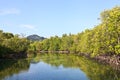 Beautiful mangrove forest