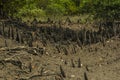 Beautiful mangrove forest at Sundarban tiger reserve with unique roots of Sundari trees