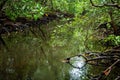 Beautiful mangrove forest, Zanzibar Royalty Free Stock Photo