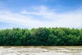 Beautiful mangrove,Thailand