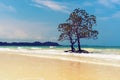 Beautiful mangrove tree with a magnificent crown