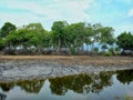 Beautiful mangrove tree in the middle of a drying lake Royalty Free Stock Photo