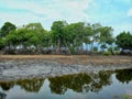 Beautiful mangrove tree in the middle of a drying lake