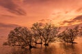 Beautiful mangrove trees on the Thai bay tropical sea Royalty Free Stock Photo