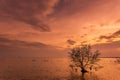 Beautiful mangrove trees on the Thai bay tropical sea Royalty Free Stock Photo