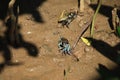 Beautiful of Mangrove wildlife,Blue Fiddler Crab in a mangrove forest on muddy ground