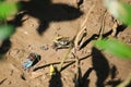 Beautiful of Mangrove wildlife,Blue Fiddler Crab in a mangrove forest on muddy ground Royalty Free Stock Photo