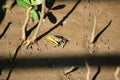 Beautiful of Mangrove wildlife,Blue Fiddler Crab in a mangrove forest on muddy ground