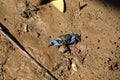 Beautiful of Mangrove wildlife,Blue Fiddler Crab in a mangrove forest on muddy ground Royalty Free Stock Photo