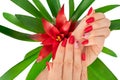 Beautiful manicure in red colors with flower. Hand holding a bromelia red flower.