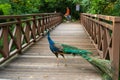 A beautiful manicured peacock walks in a green bird park Royalty Free Stock Photo