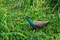 A beautiful manicured peacock walks in a green bird park Royalty Free Stock Photo