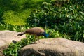 A beautiful manicured peacock walks in a green bird park Royalty Free Stock Photo