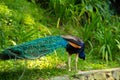 A beautiful manicured peacock walks in a green bird park Royalty Free Stock Photo