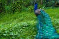 A beautiful manicured peacock walks in a green bird park Royalty Free Stock Photo