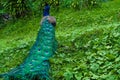 A beautiful manicured peacock walks in a green bird park Royalty Free Stock Photo