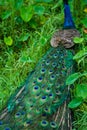 A beautiful manicured peacock walks in a green bird park Royalty Free Stock Photo