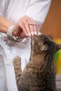 Beautiful manicured woman hand feeding a cat Royalty Free Stock Photo