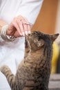 Beautiful manicured woman hand feeding a cat Royalty Free Stock Photo