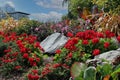 Red Geraniums, Red Verbena, Boxwood, Dark Leaved Pink Dahlias, ornamental grasses and a Banana tree in a garden