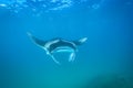 Beautiful Manta Ray flying underwater in sunlight in the blue sea Royalty Free Stock Photo